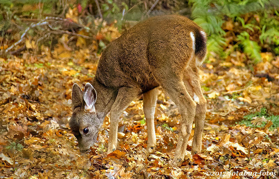 Baby Blacktail