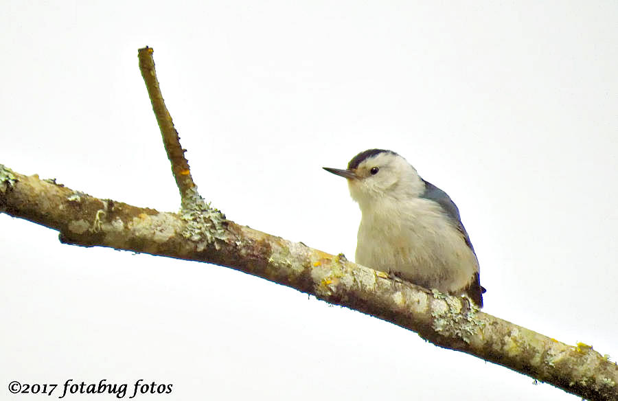 White-breasted Nuthatch