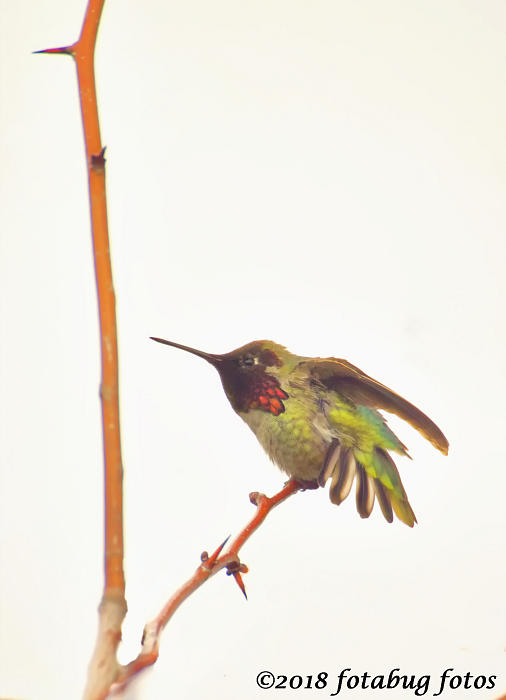 Anna's Hummingbird at Delta Ponds