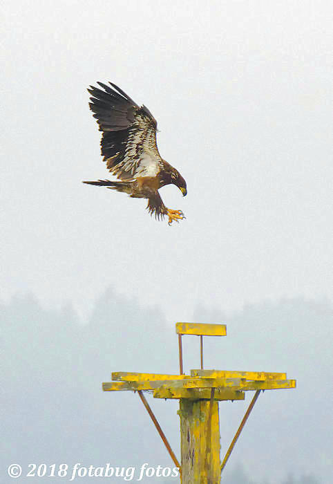 Immature Bald Eagle Landing in Foggy Fern Ridge Wildlife Area