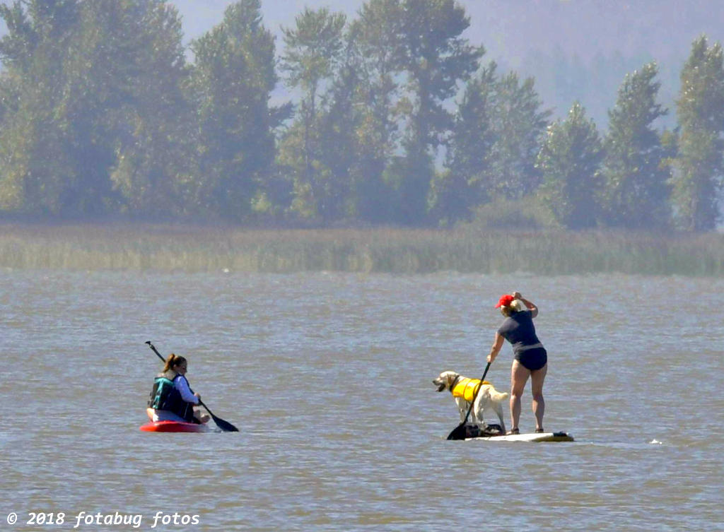 Paddle Boarding Has Gone to the Dogs!