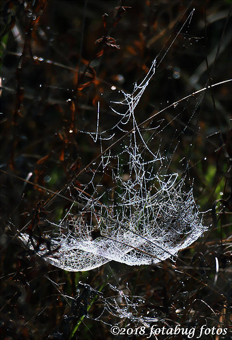An Unusual Spider Web