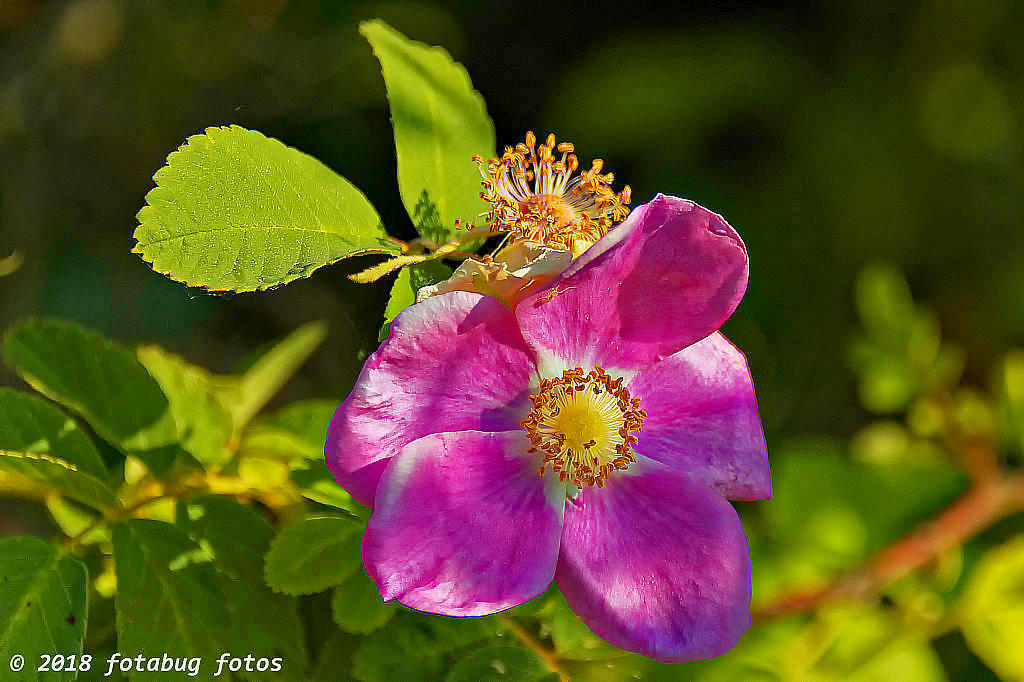 Wild Rose