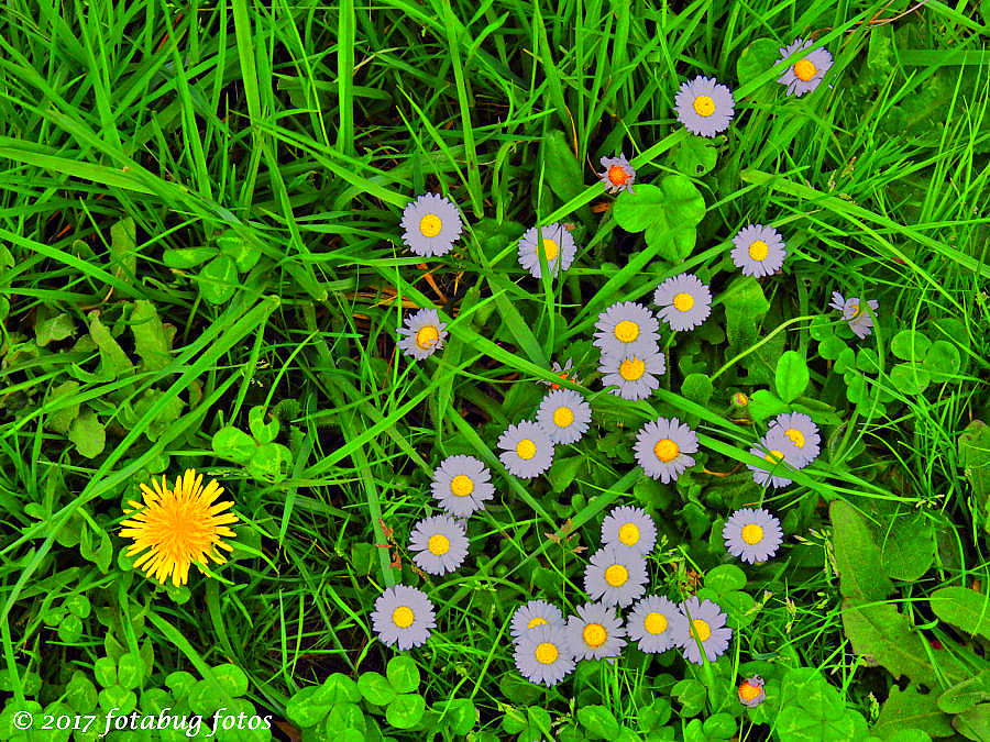 Splendor in the Grass