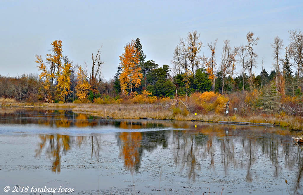 Some Fall Colors Along Kirk Pond