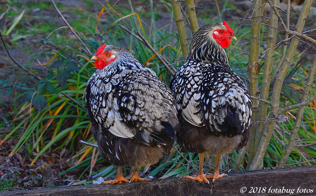 A Couple Really Cute Chicks!