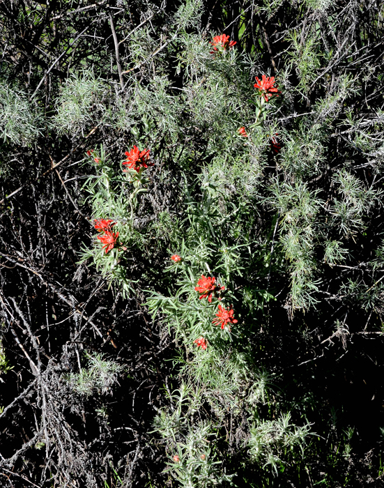 Flora & Fauna Around Mt. Diablo