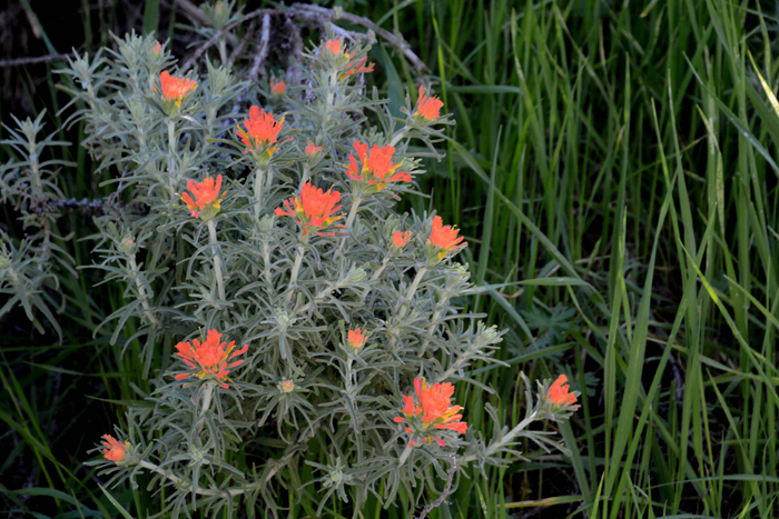 Flora & Fauna Around Mt. Diablo