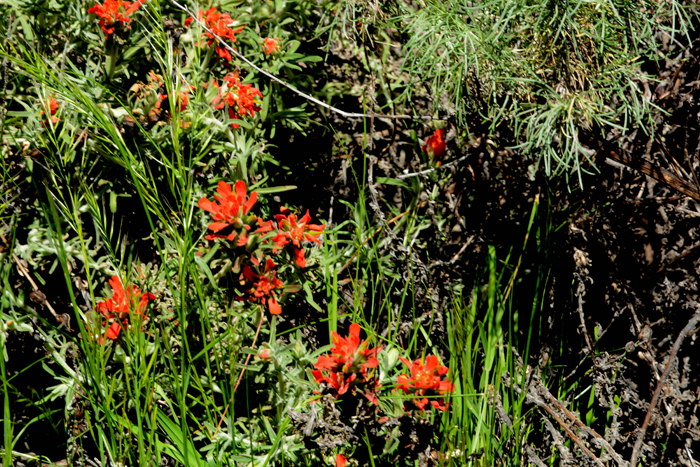 Flora & Fauna Around Mt. Diablo