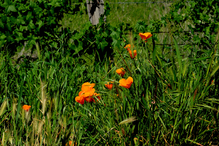 Flora & Fauna Around Mt. Diablo