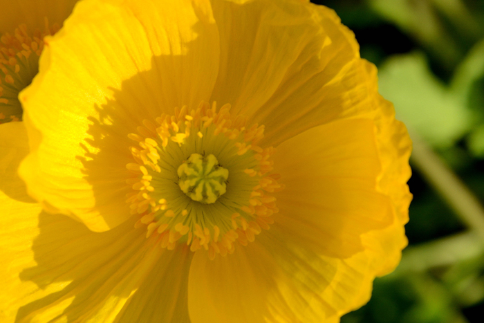 Flowers From the Garden