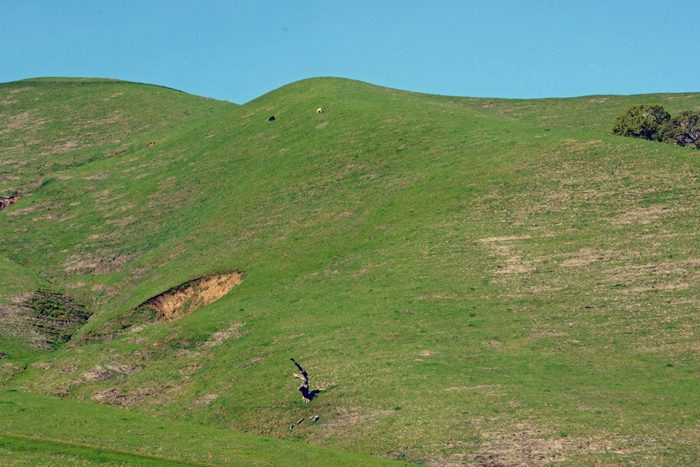 Flora & Fauna Around Mt. Diablo