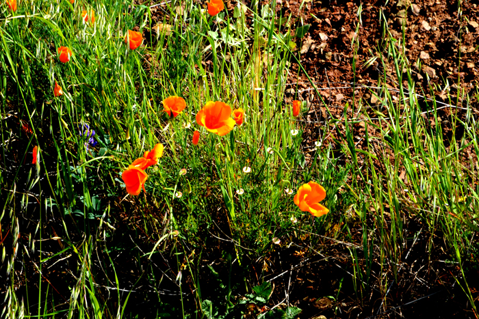 Flora & Fauna Around Mt. Diablo