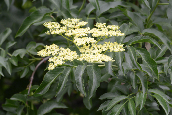 Flora & Fauna Around Mt. Diablo