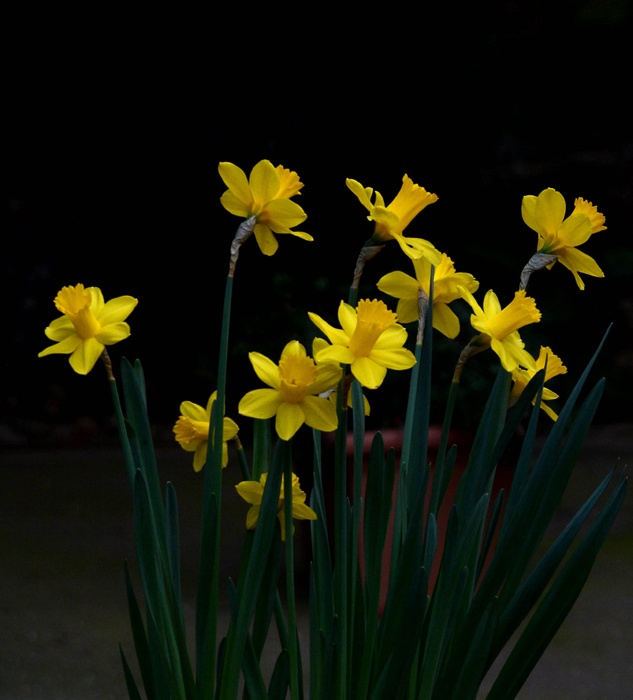 at dusk,backyard