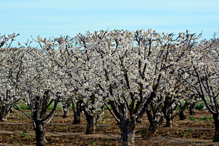 California fruit soon