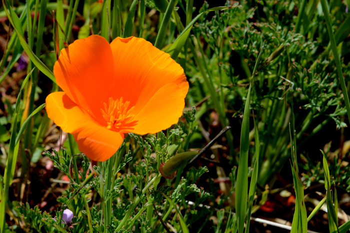 Flora & Fauna Around Mt. Diablo