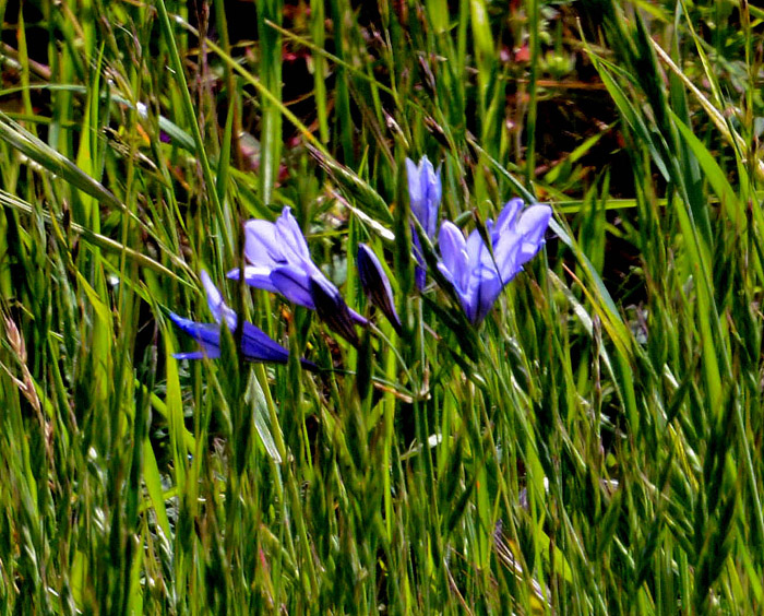 Flora & Fauna Around Mt. Diablo