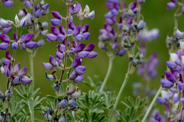 Flora & Fauna Around Mt. Diablo