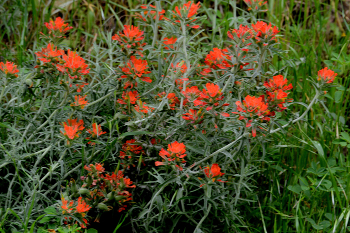 Flora & Fauna Around Mt. Diablo