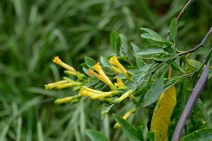 Flora & Fauna Around Mt. Diablo