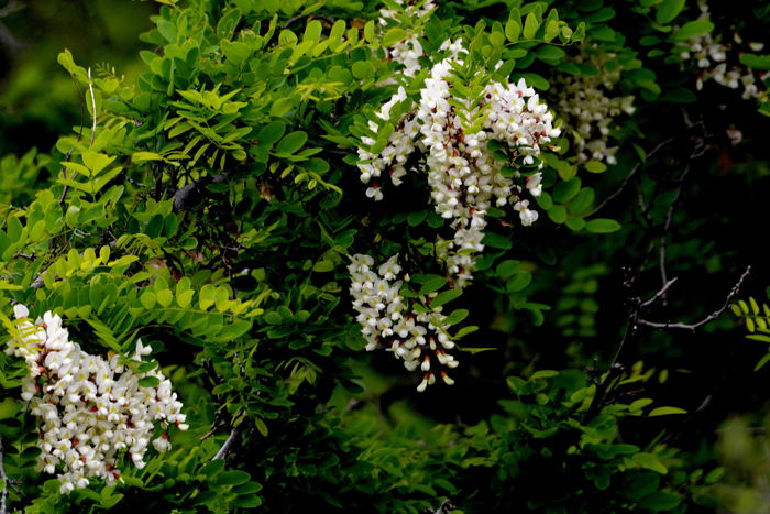 Flora & Fauna Around Mt. Diablo