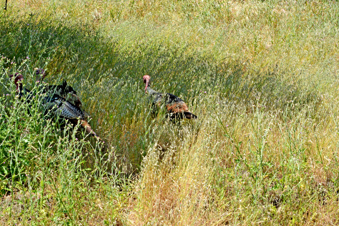 Flora & Fauna Around Mt. Diablo