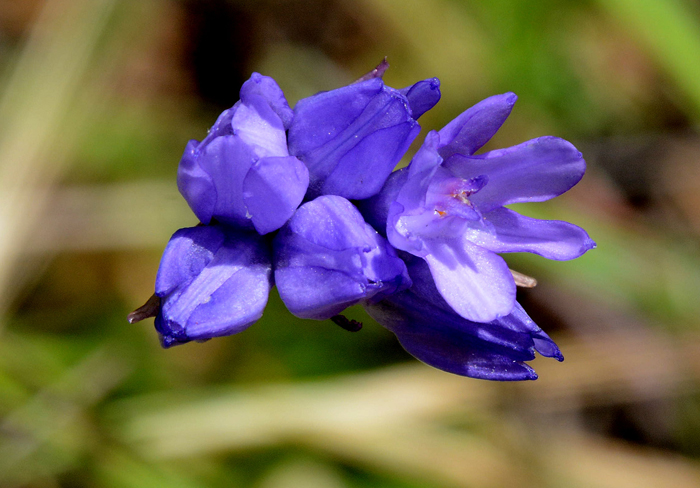 Flora & Fauna Around Mt. Diablo