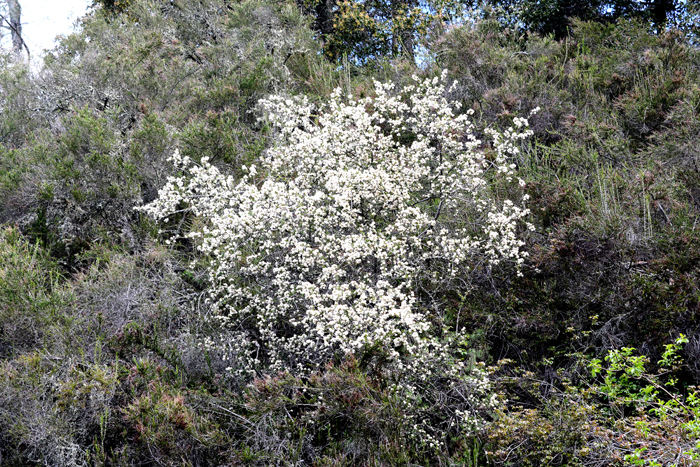 Flora & Fauna Around Mt. Diablo