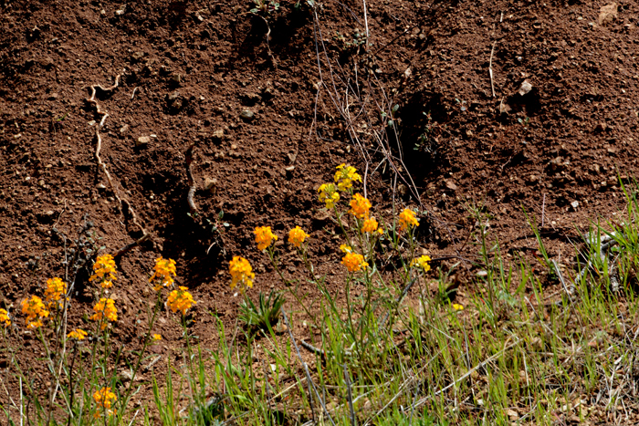 Flora & Fauna Around Mt. Diablo