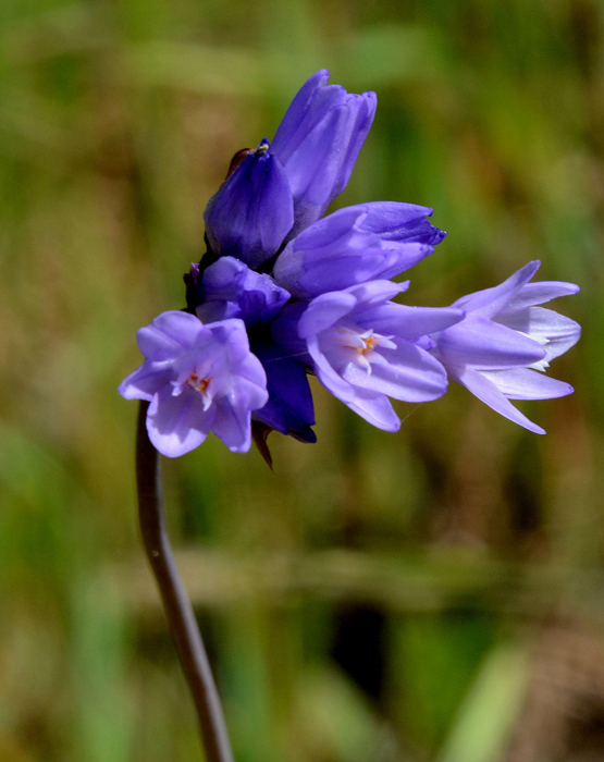 Flora & Fauna Around Mt. Diablo