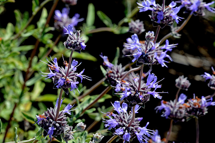 Flora & Fauna Around Mt. Diablo