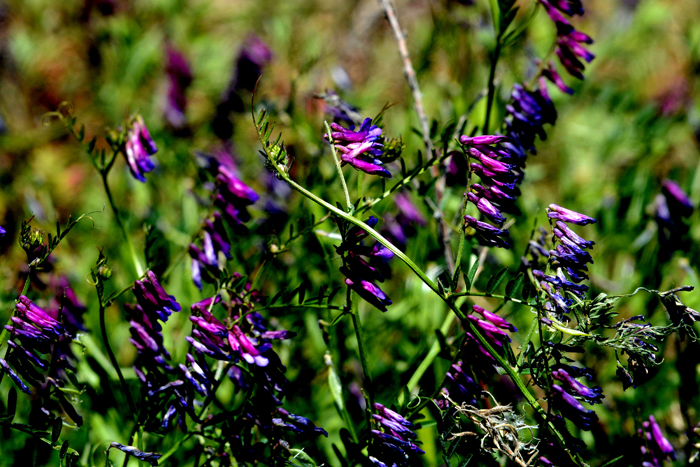 Flora & Fauna Around Mt. Diablo