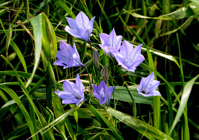 Flora & Fauna Around Mt. Diablo