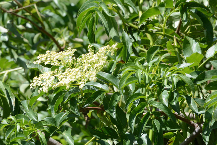 Flora & Fauna Around Mt. Diablo