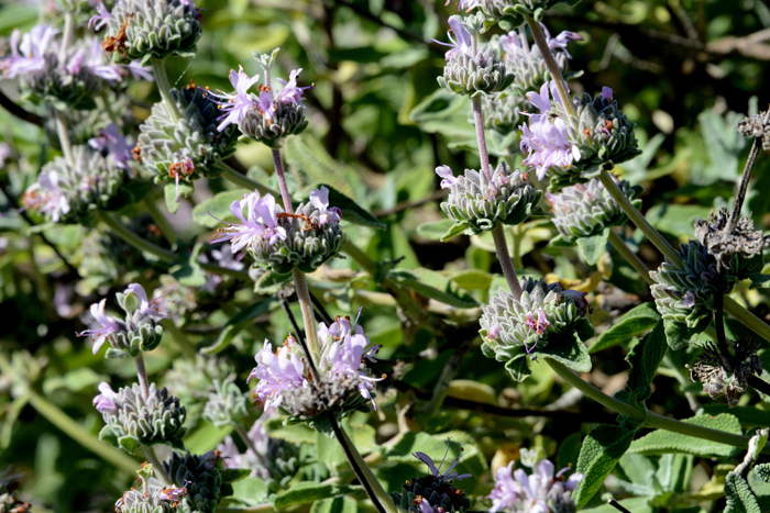 Flora & Fauna Around Mt. Diablo