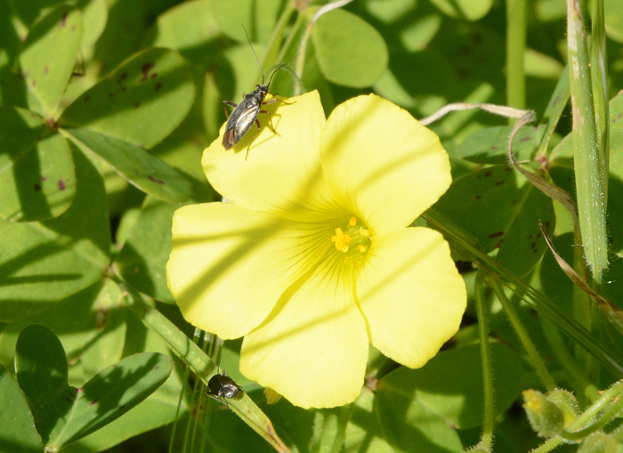 Flora & Fauna Around Mt. Diablo