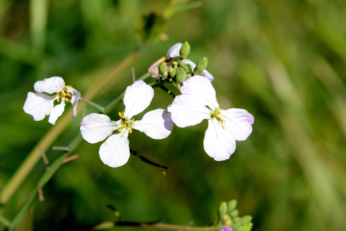 Flora & Fauna Around Mt. Diablo