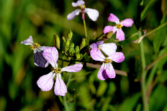 Flora & Fauna Around Mt. Diablo