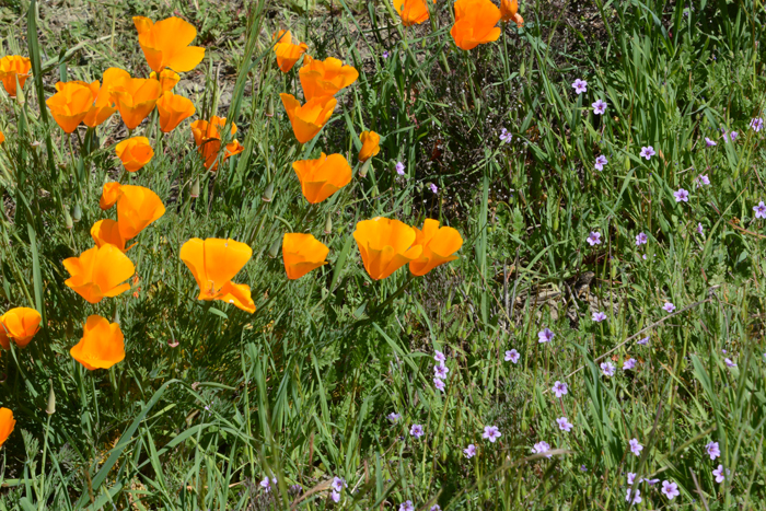 Flora & Fauna Around Mt. Diablo