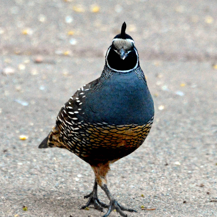 California's state bird