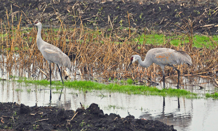  Sandhill Cranes, Ducks, Geese, Swans, Hawks & Other Wildlife of the Sacramento River Delta, 2015-2023