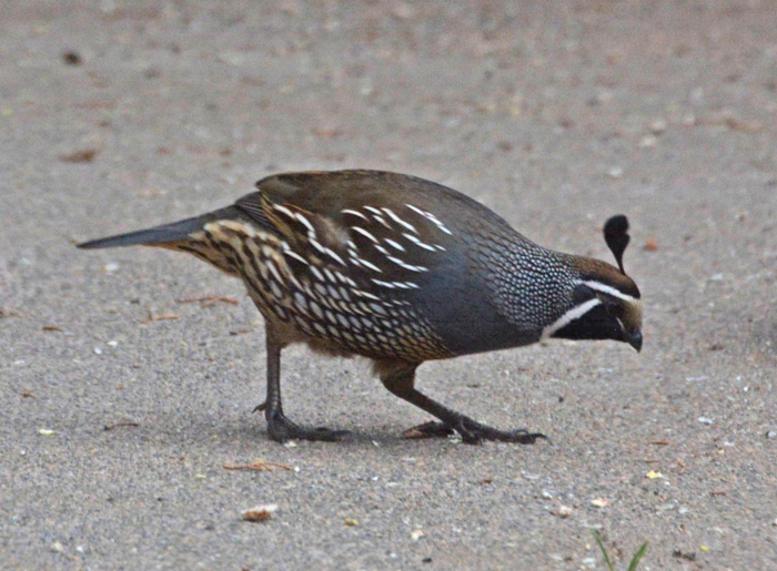 Flora & Fauna Around Mt. Diablo