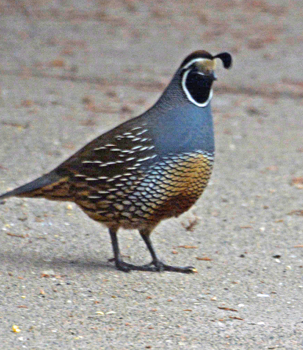 Flora & Fauna Around Mt. Diablo