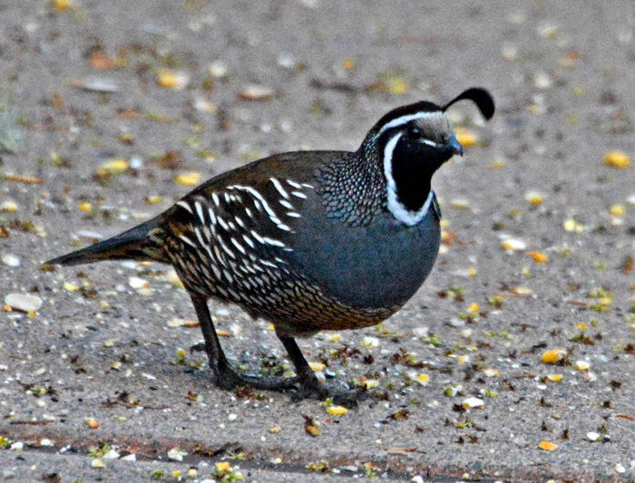 Flora & Fauna Around Mt. Diablo