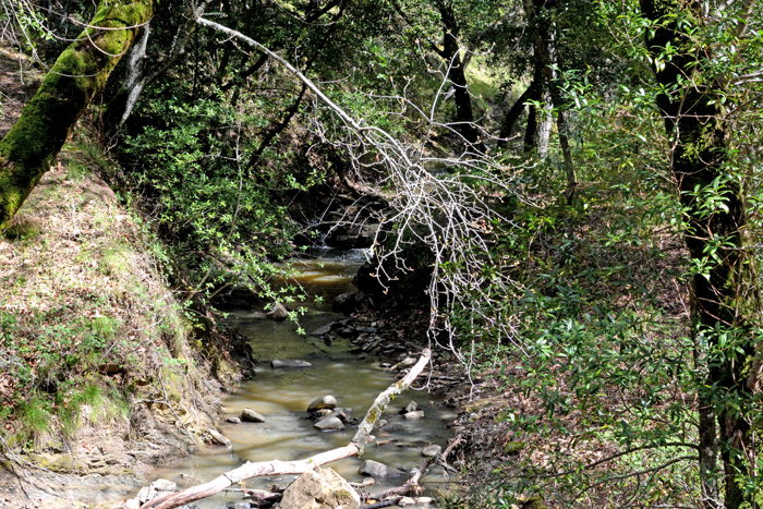 Flora & Fauna Around Mt. Diablo