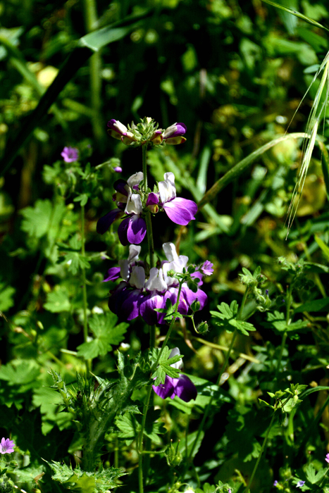 Flora & Fauna Around Mt. Diablo