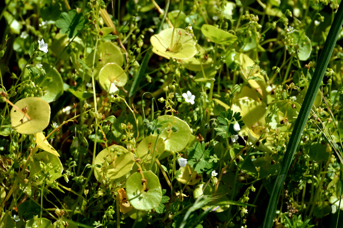 Flora & Fauna Around Mt. Diablo