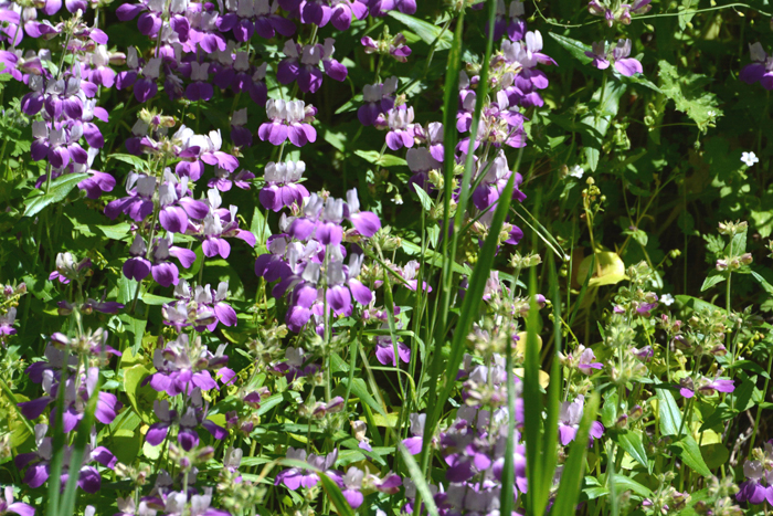 Flora & Fauna Around Mt. Diablo