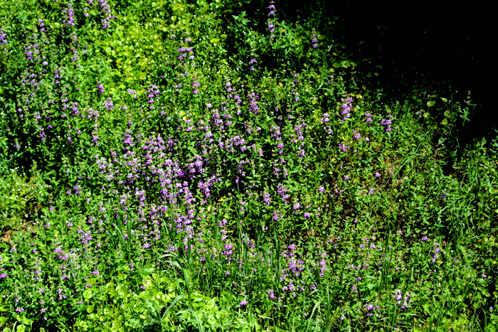 Flora & Fauna Around Mt. Diablo